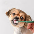 Cat Toothbrush & Toothpaste Set | Soft Brush for Teeth Cleaning | Pet Oral Care for Cats & Small Pets
