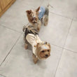 British Style Winter Trench Coat for Small Puppies | Thick Warm Dog Jacket & Hoodie