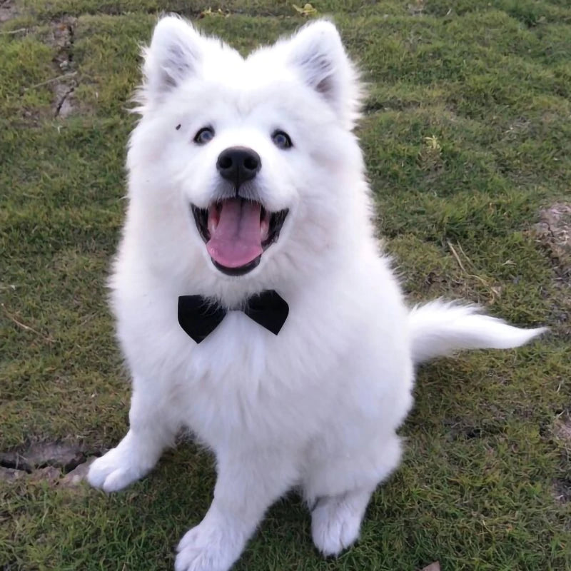 Dog Cat Bow Tie | Pet Costume Necktie Accessories Collar - Small Dogs | Puppy Grooming | Dog Accessories - Bandana
