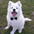 Dog Cat Bow Tie | Pet Costume Necktie Accessories Collar - Small Dogs | Puppy Grooming | Dog Accessories - Bandana