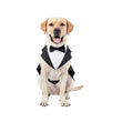 Pet Dog Clothes Fashion Party Show Formal Suit Tie Bow Shirt Wedding Tuxedo Halloween Dress