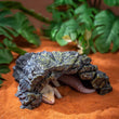Resin Aquarium Decoration – Fish Tank Ornament Terrarium Turtle Shelter Cave