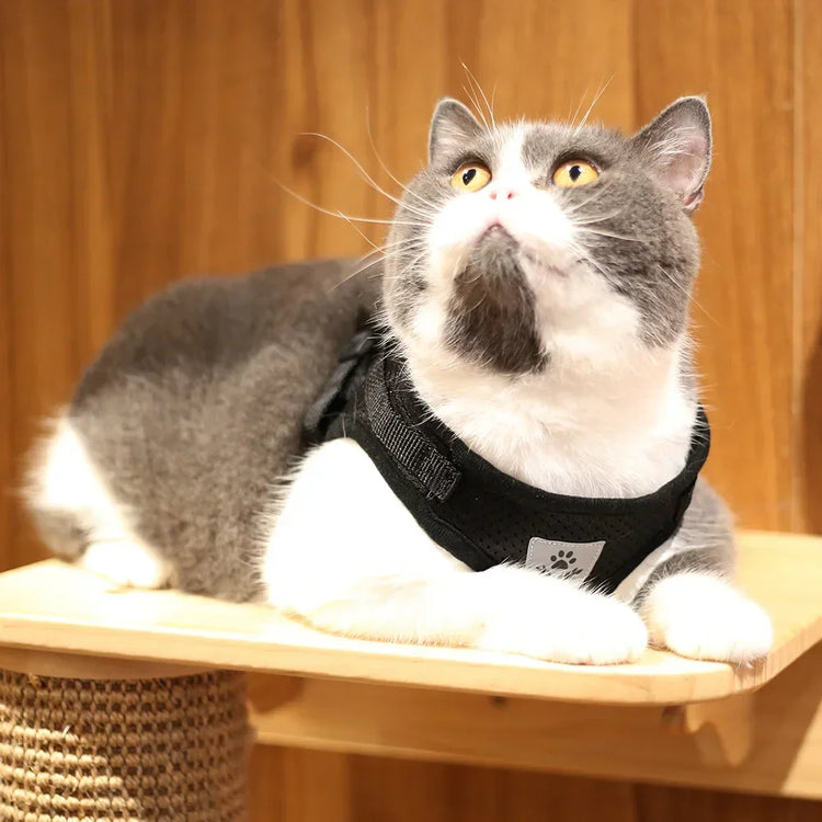 Cat Harness | Lead Leash Set | Adjustable Reflective Escape Proof Pet Mesh Vest Harness | Puppy Dog Collar | Small Dog Cat Pet Supplies