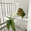 Bird Food Holder Clip | Parrot Cage Feeding Tool | Fruit & Cuttlebone Clamp for Birds & Rodents | White Plastic Pin Clip