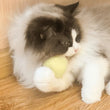 Crazy Cat Toy | Imitating Animal Sounds | Ball Toys for Cats | Ragdoll Siamese Persian | Funny Kitten Gaming Time | Juguetes para Gatos