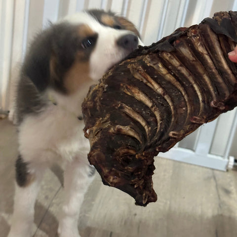 1x Just Kangaroo Rib Racks