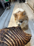 1x Just Kangaroo Rib Racks